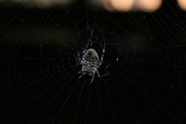 pavouk na pavučině
