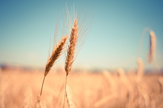suchá pšenice