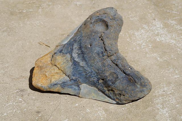 zachovalý megalodonův zub